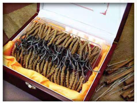 新会冬虫夏草回收